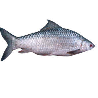 Mirgal fish 500gm