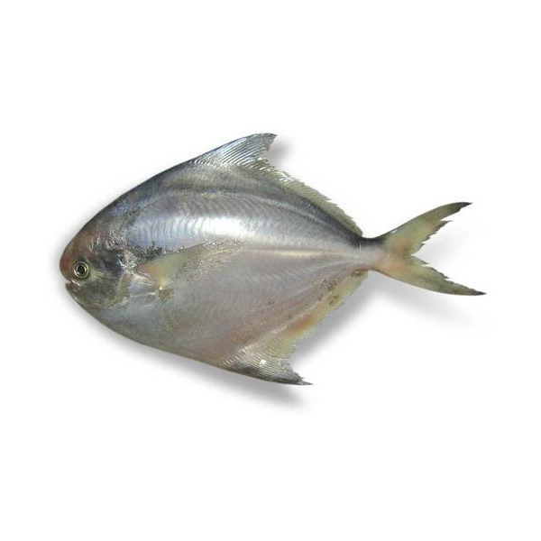 Pomfret Silver